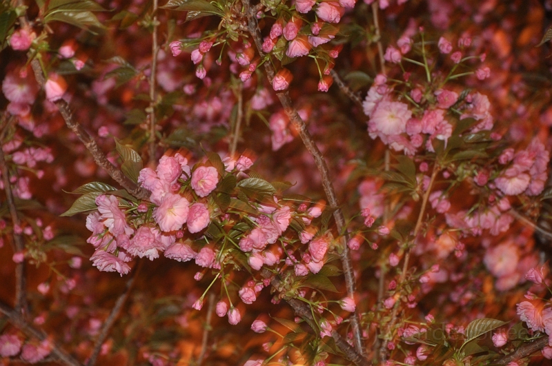 Kwanzan Cherry Tree 2010 05.jpg